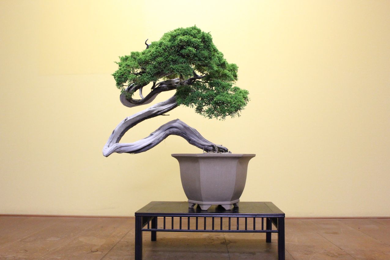 糸魚川真柏,苔,苔玉,ミニ盆栽,盆栽通販,