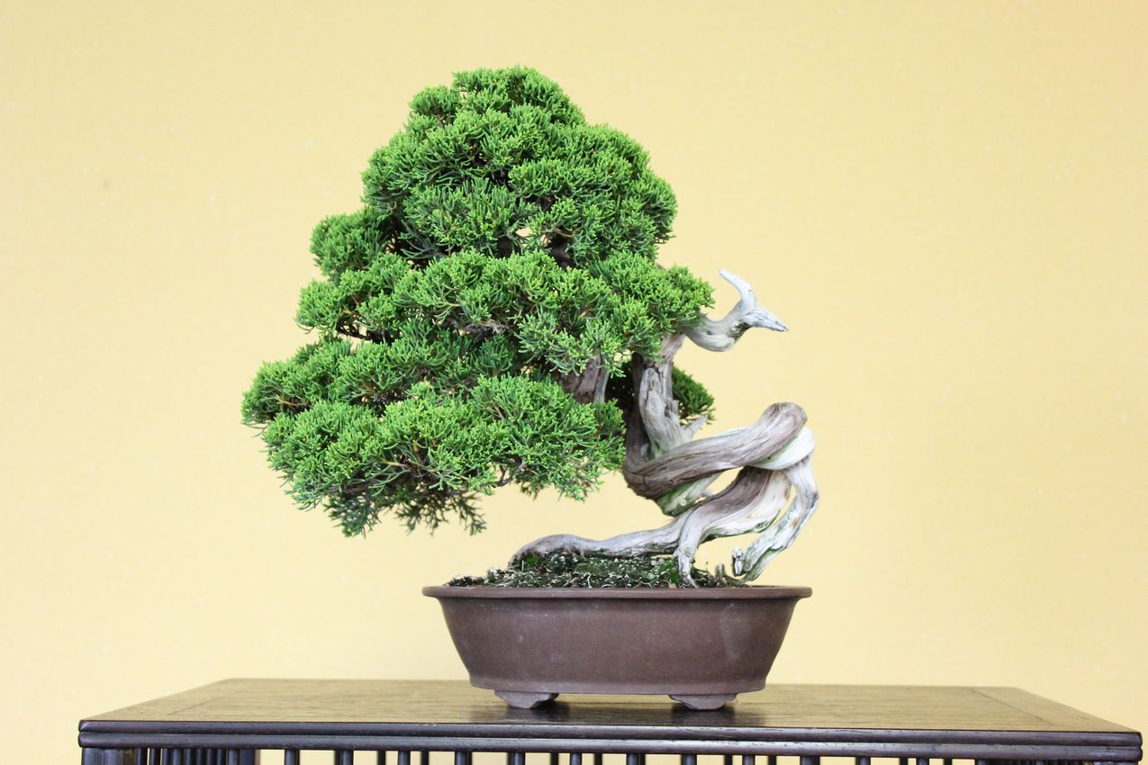 糸魚川真柏,苔,苔玉,ミニ盆栽,盆栽通販,