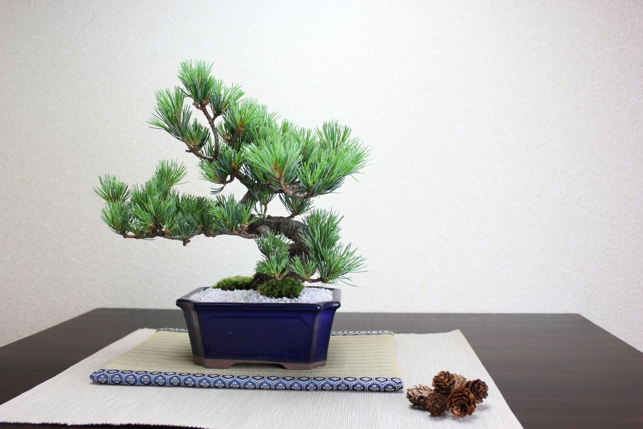 五葉松,苔,苔玉,ミニ盆栽,盆栽通販,