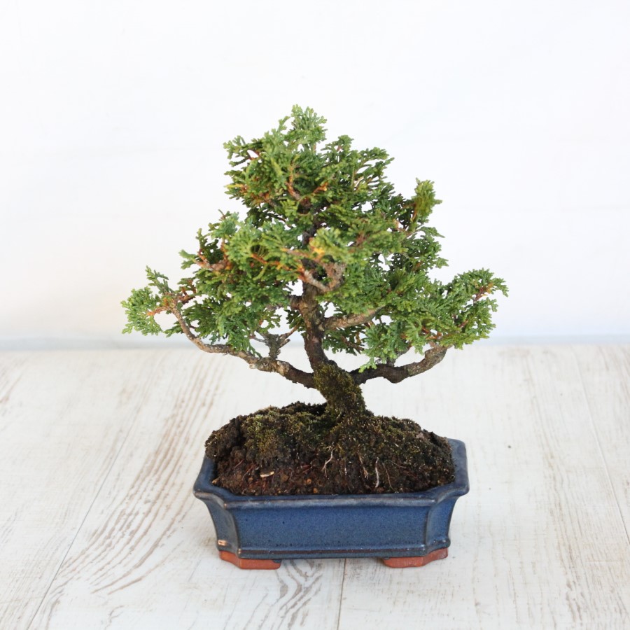 津山檜 小品盆栽