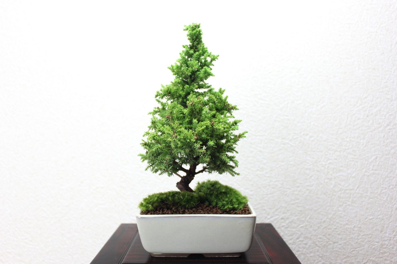 八房杉,苔,苔玉,ミニ盆栽,盆栽通販,