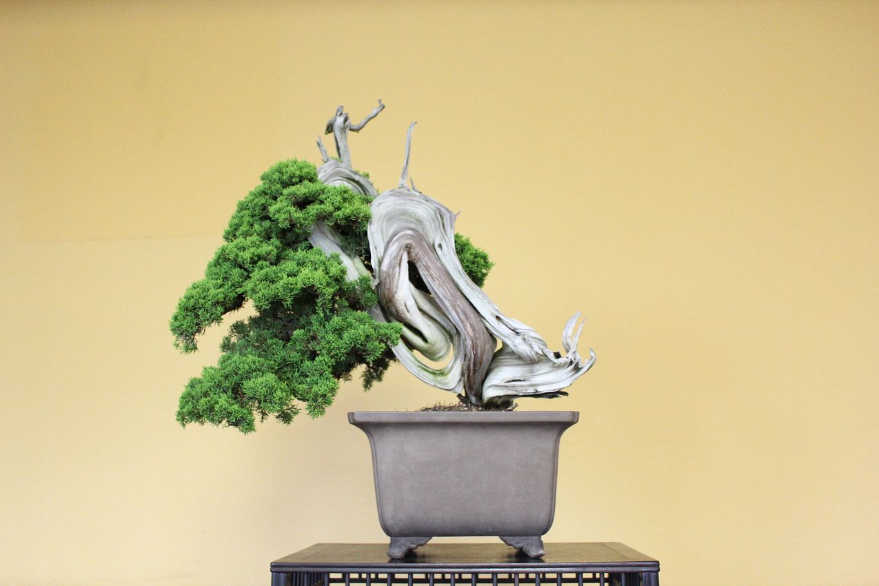 糸魚川真柏,苔,苔玉,ミニ盆栽,盆栽通販,