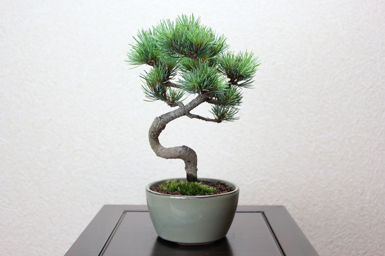 五葉松,苔,苔玉,ミニ盆栽,盆栽通販,