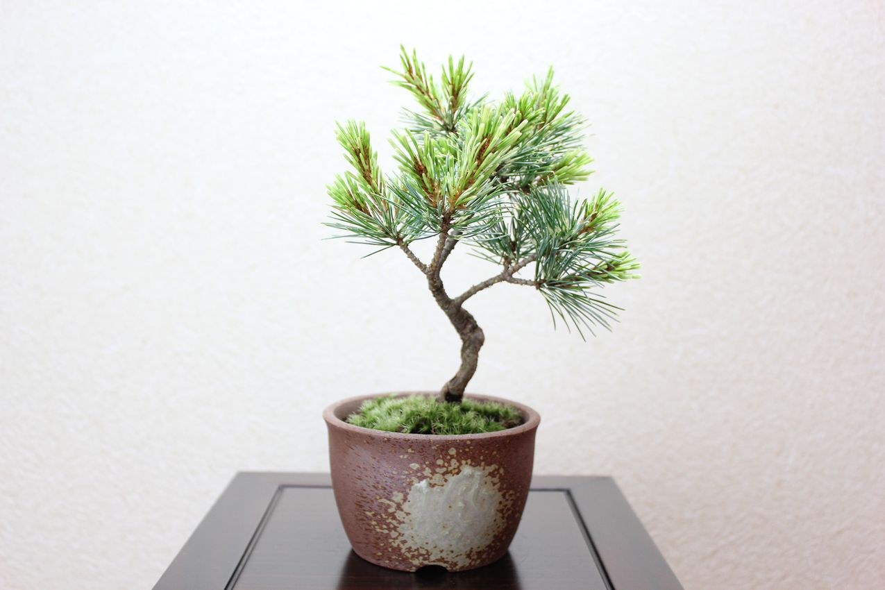 吹雪五葉松,苔,苔玉,ミニ盆栽,盆栽通販,
