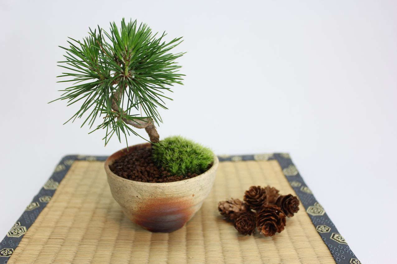 黒松,苔,苔玉,ミニ盆栽,盆栽通販,