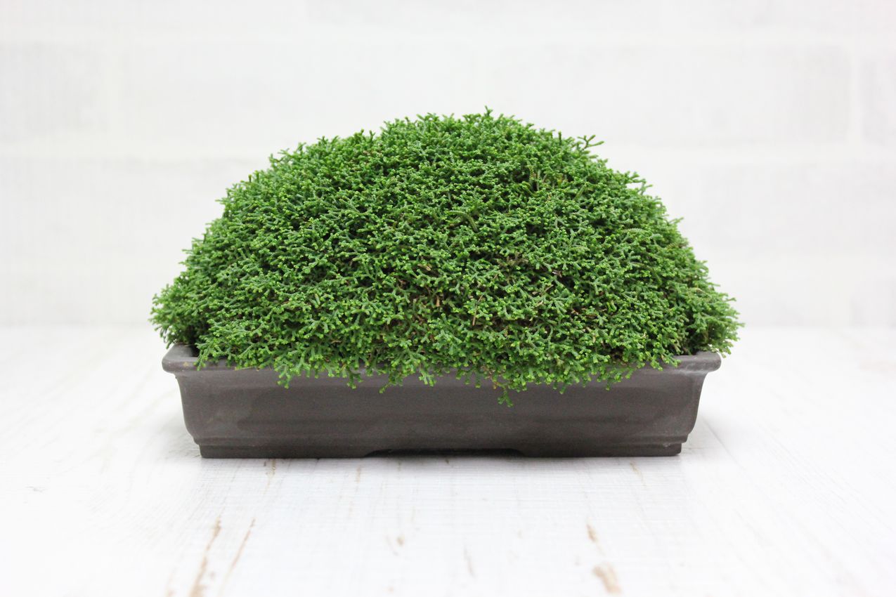 針金カズラ,苔,苔玉,ミニ盆栽,盆栽通販,