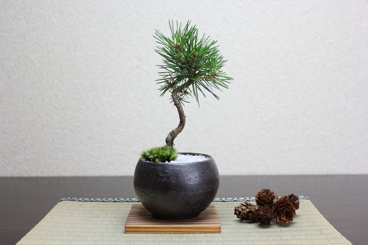 黒松丸,苔,苔玉,ミニ盆栽,盆栽通販,