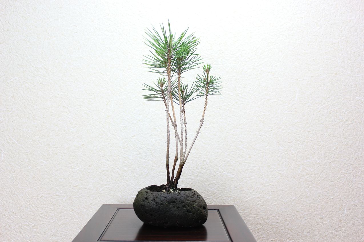 黒松寄せ植え軽石,苔,苔玉,ミニ盆栽,盆栽通販,