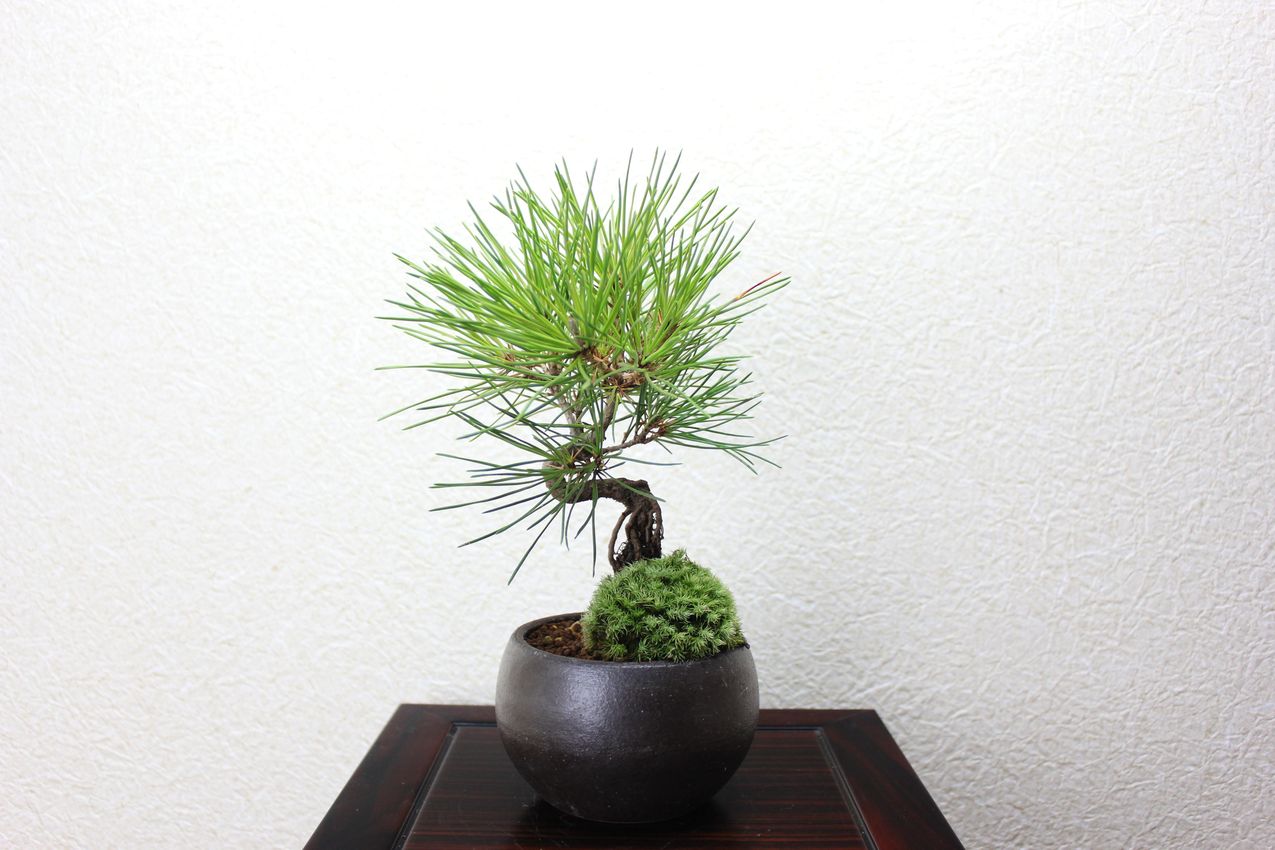 黒松,苔,苔玉,ミニ盆栽,盆栽通販,