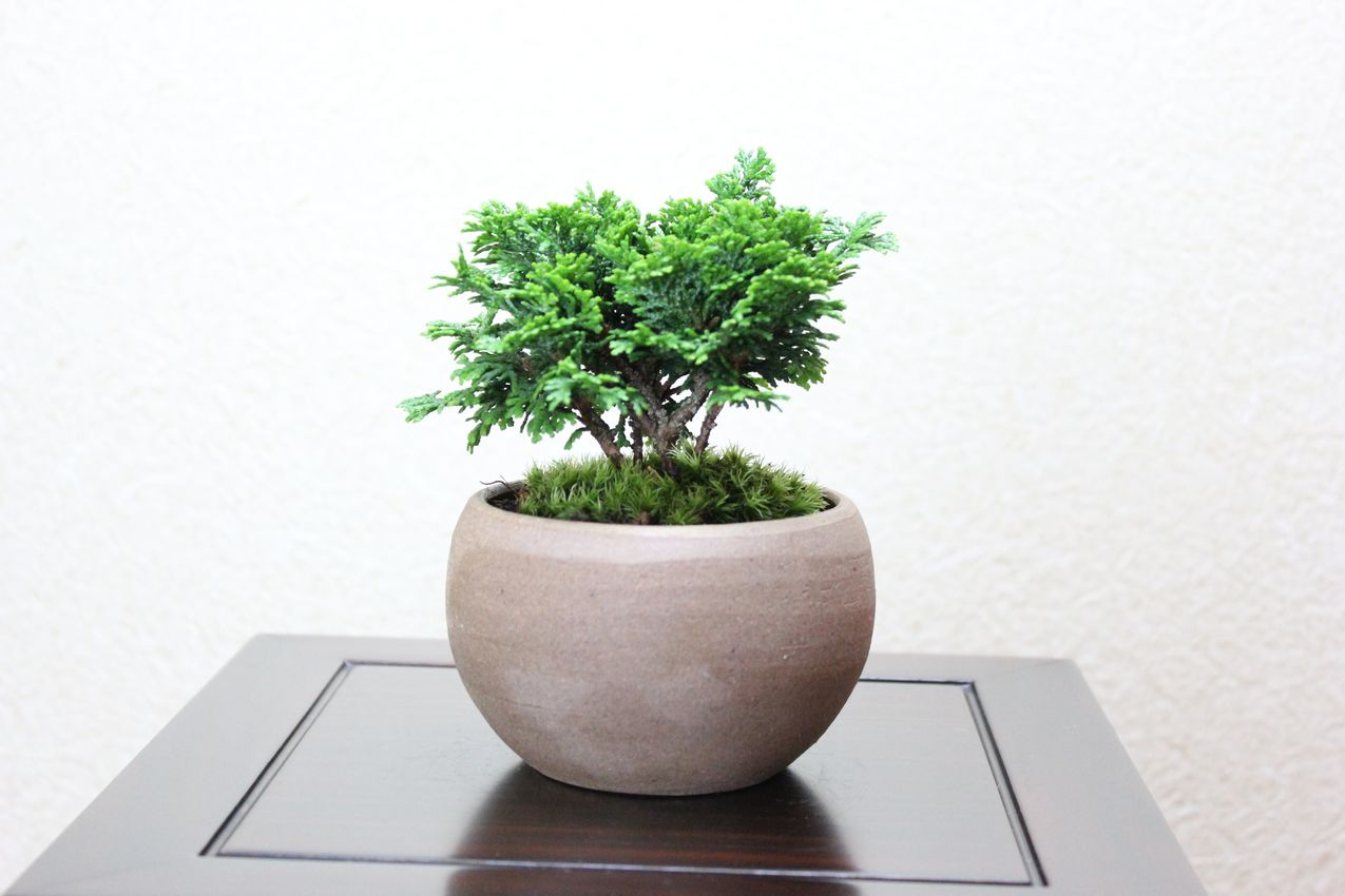 津山檜,苔,苔玉,ミニ盆栽,盆栽通販,