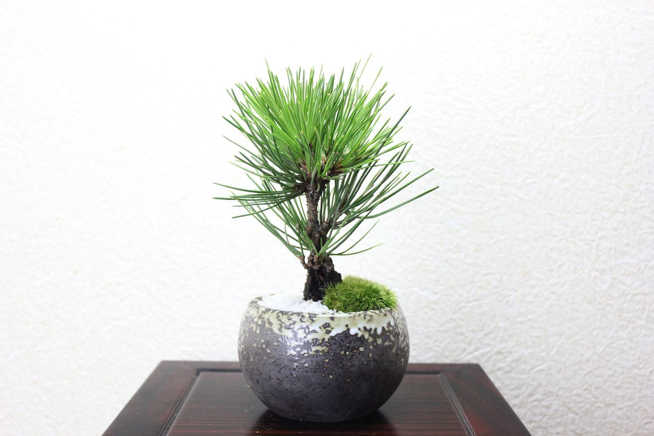 錦松,苔,苔玉,ミニ盆栽,盆栽通販,