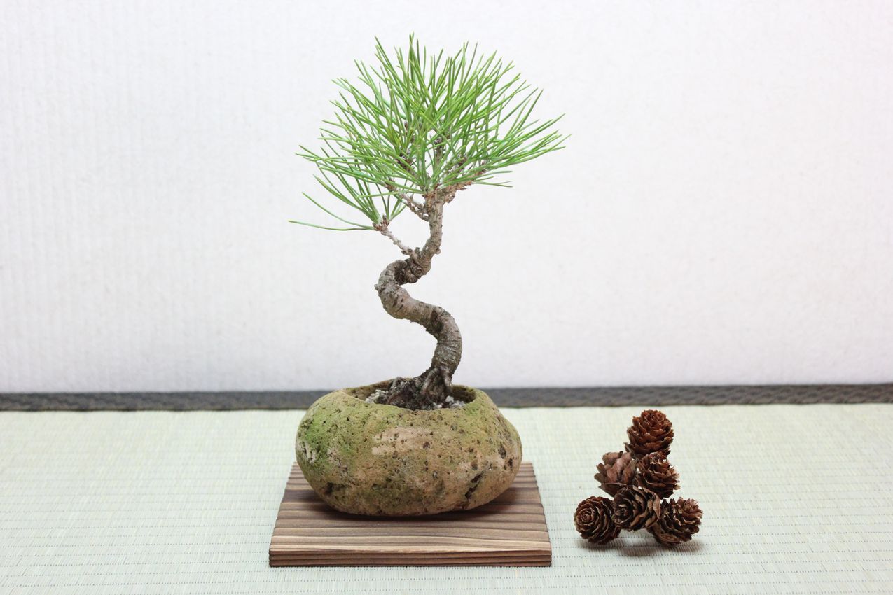 黒松,苔,苔玉,ミニ盆栽,盆栽通販,