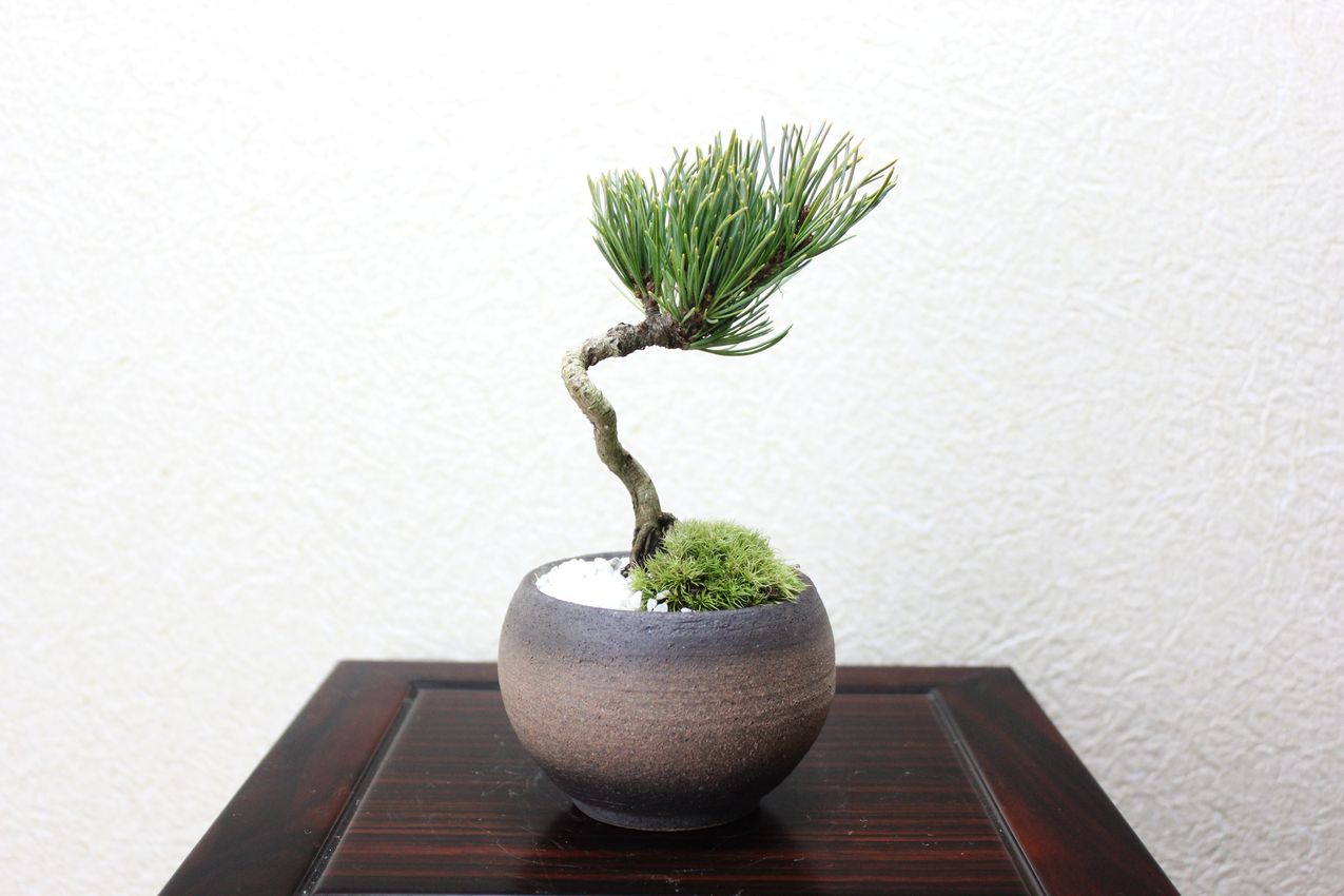 八房銀性五葉松,苔,苔玉,ミニ盆栽,盆栽通販,