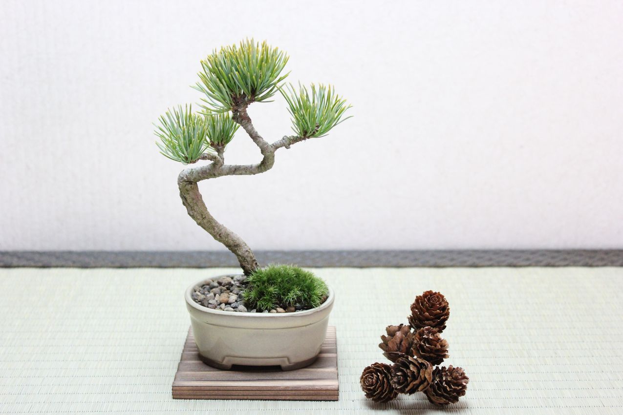 五葉松,苔,苔玉,ミニ盆栽,盆栽通販,