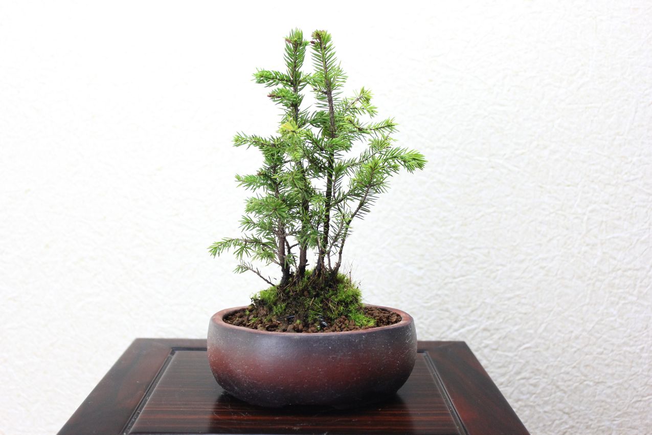 エゾ松,苔,苔玉,ミニ盆栽,盆栽通販,
