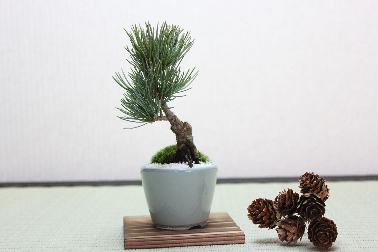 五葉松,苔,苔玉,ミニ盆栽,盆栽通販,