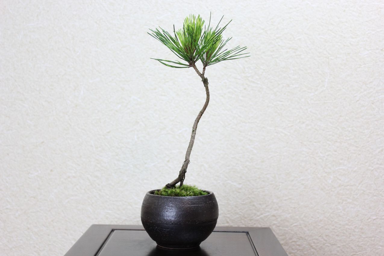 蛇の目松,苔,苔玉,ミニ盆栽,盆栽通販,