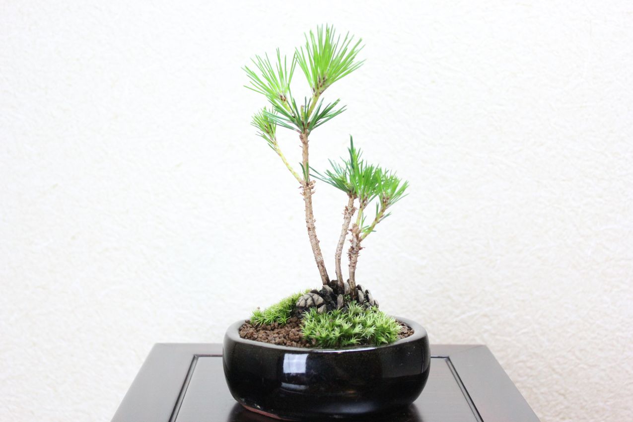黒松,苔,苔玉,ミニ盆栽,盆栽通販,
