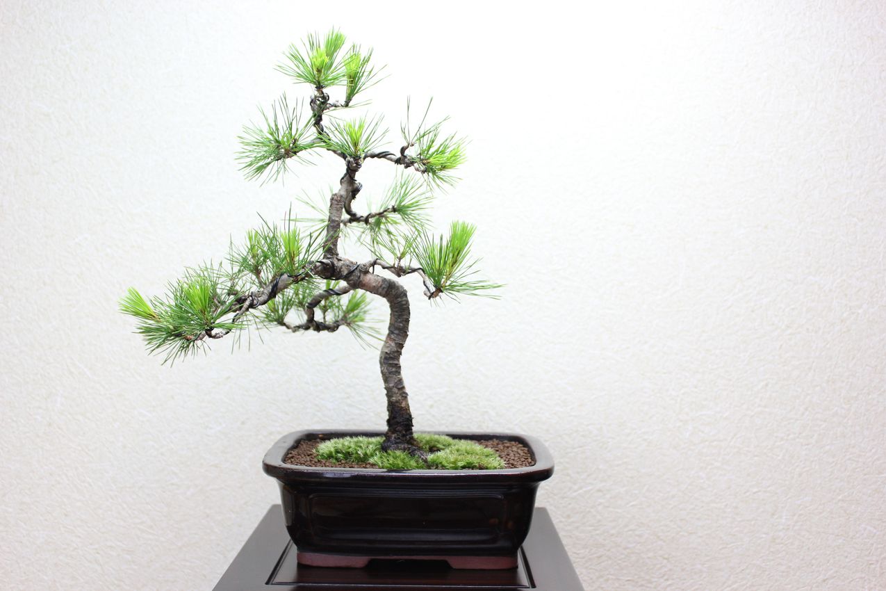 赤松,苔,苔玉,ミニ盆栽,盆栽通販,