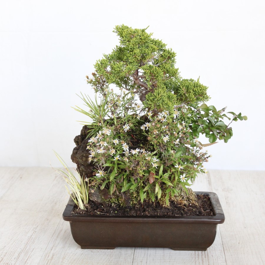 真柏　石付き　小品盆栽