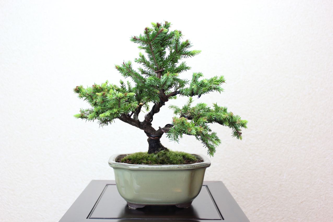 エゾ松,苔,苔玉,ミニ盆栽,盆栽通販,