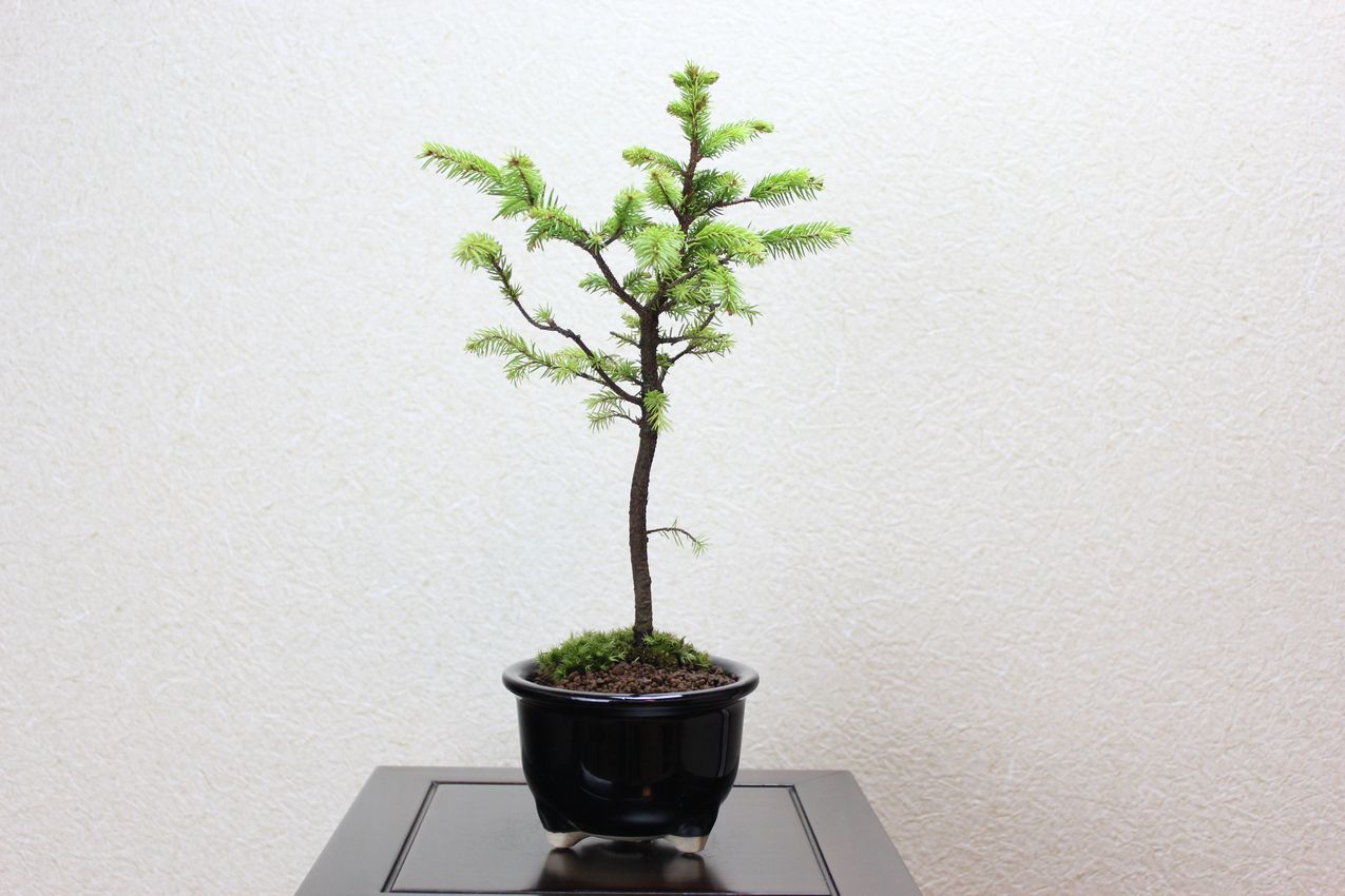 エゾ松,苔,苔玉,ミニ盆栽,盆栽通販,