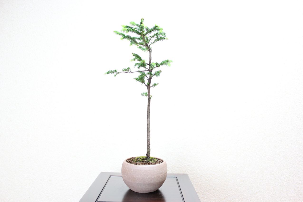 エゾ松,苔,苔玉,ミニ盆栽,盆栽通販,