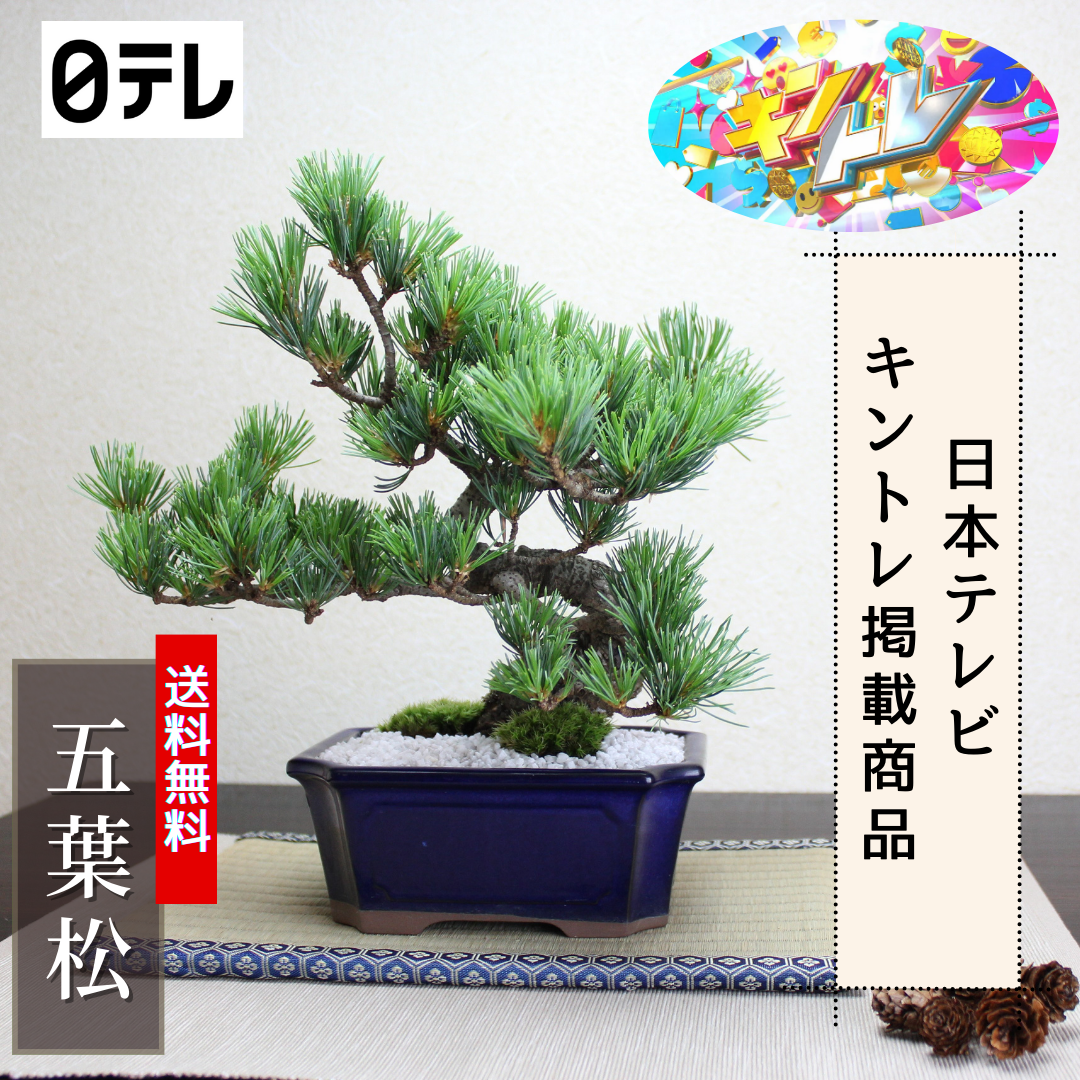 四国五葉松　キントレ掲載商品　日テレ　