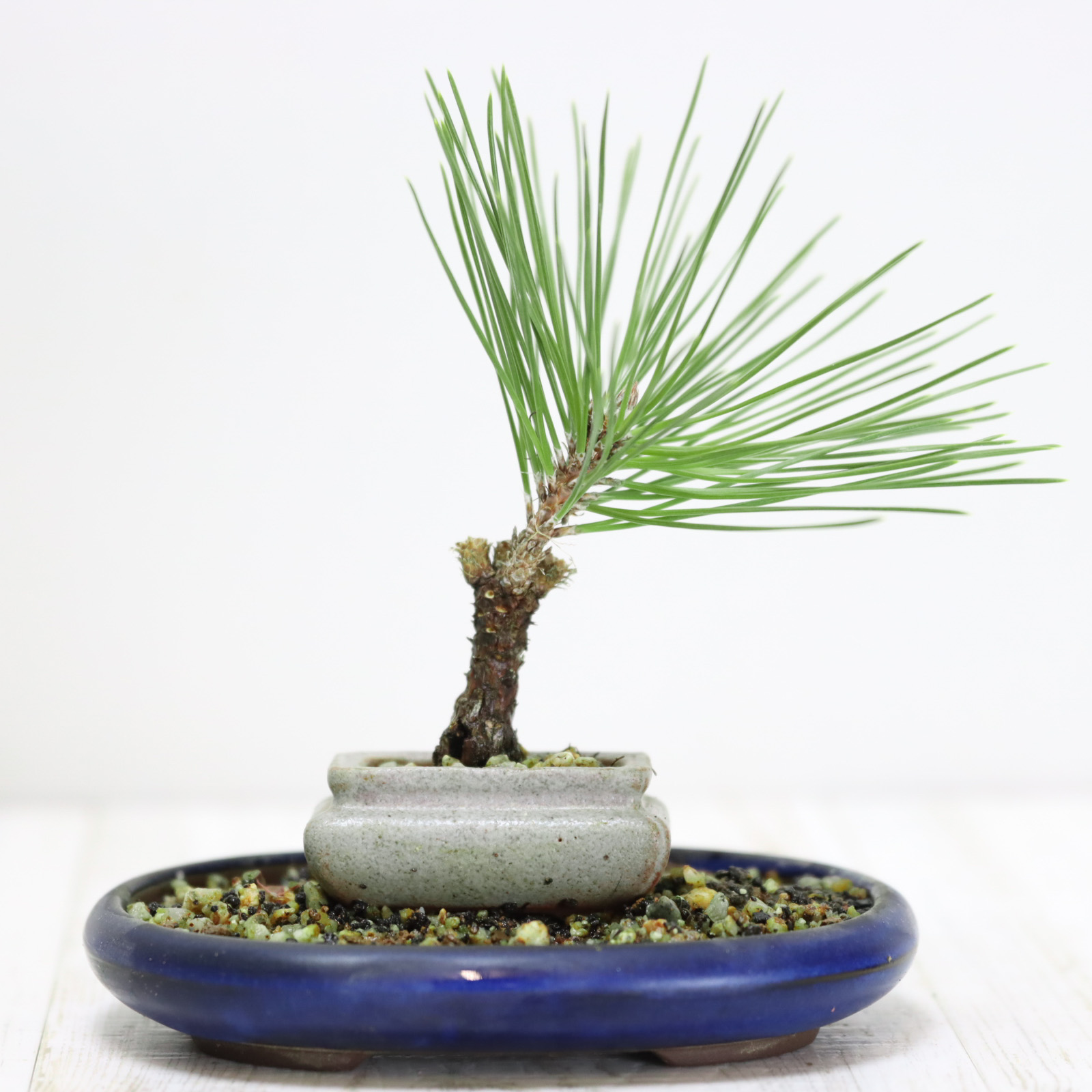 【送料無料】錦松盆栽　小品盆栽　豆盆栽　ミニ盆栽　受け皿付き　bonsai