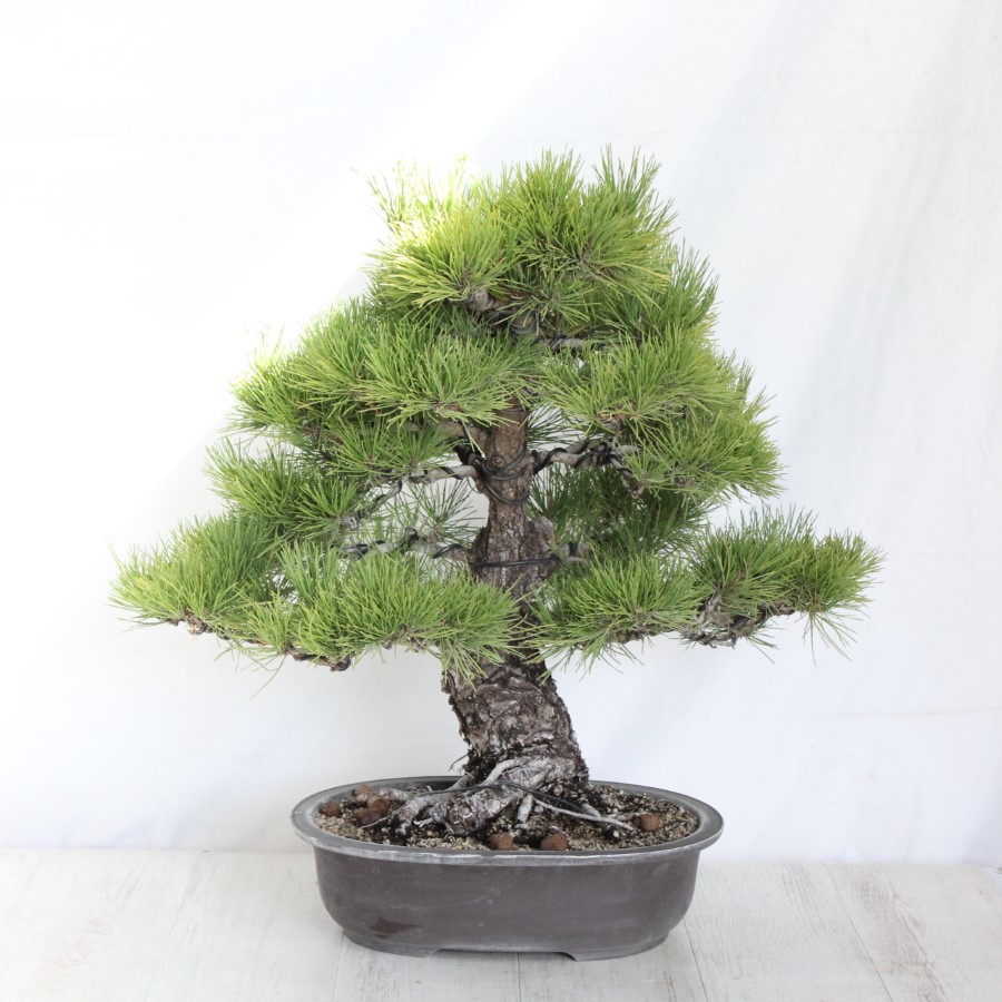 黒松　大品盆栽