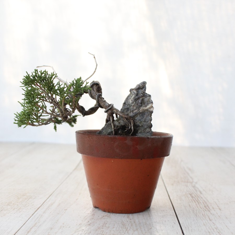 真柏　石付き　小品盆栽