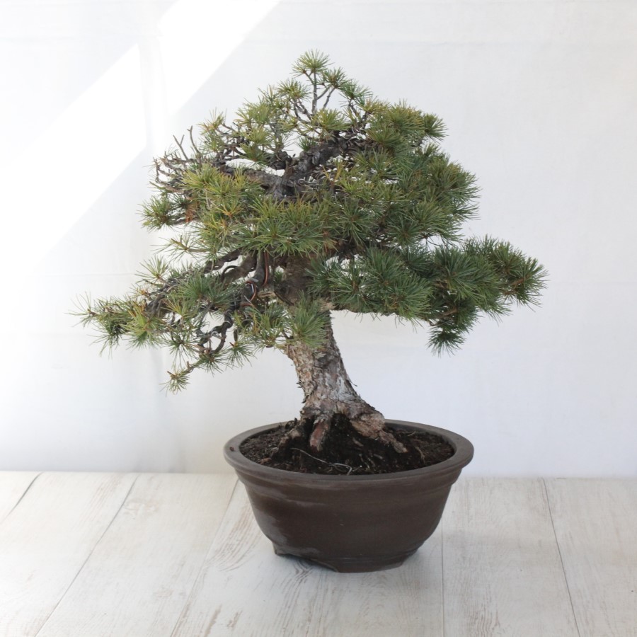 五葉松　大品盆栽