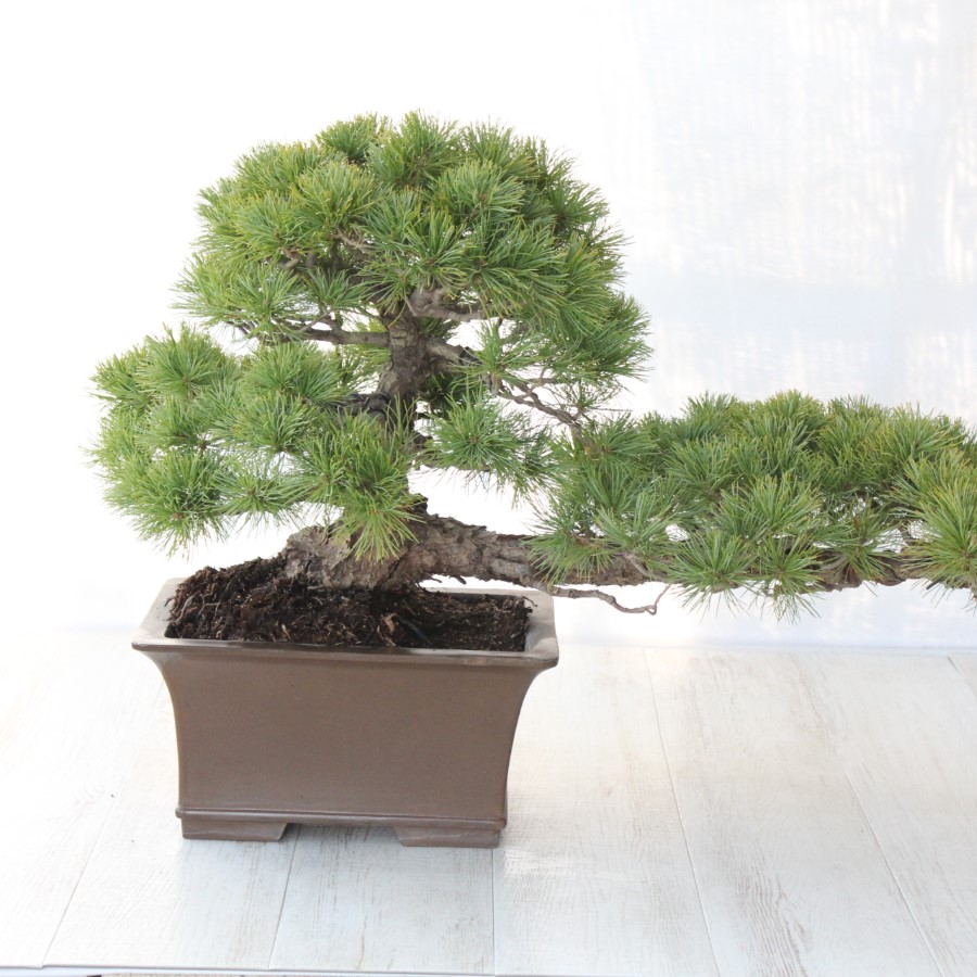 五葉松　大品盆栽