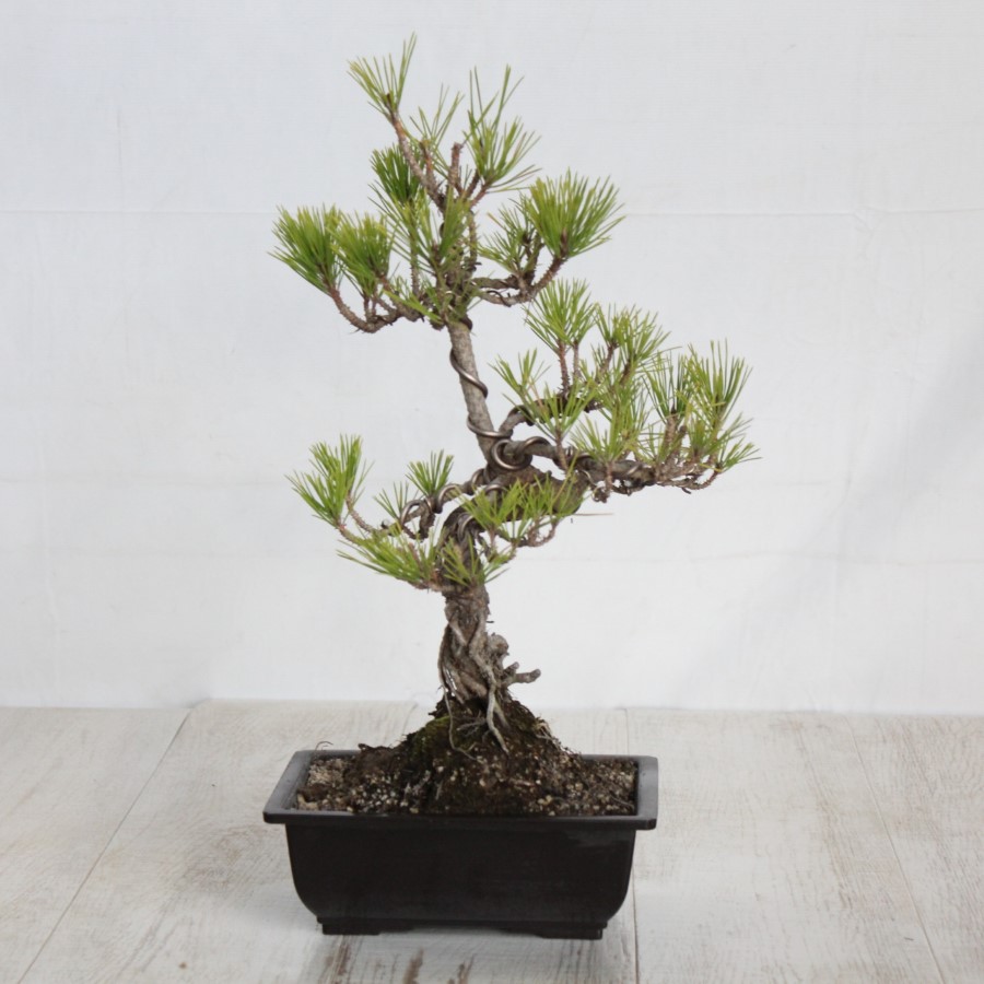 黒松　小品盆栽