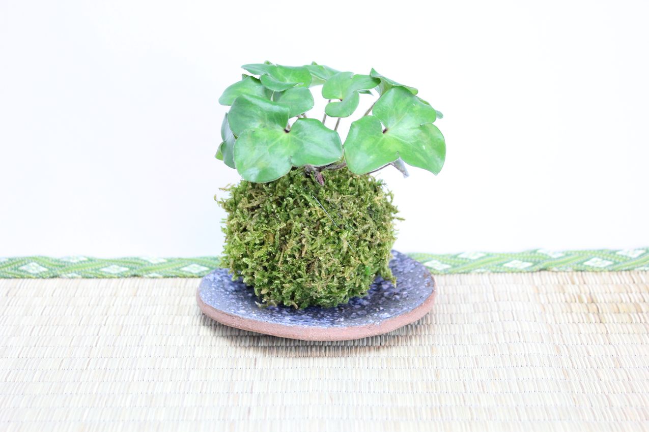 苔玉,苔,苔玉,ミニ盆栽,盆栽通販,