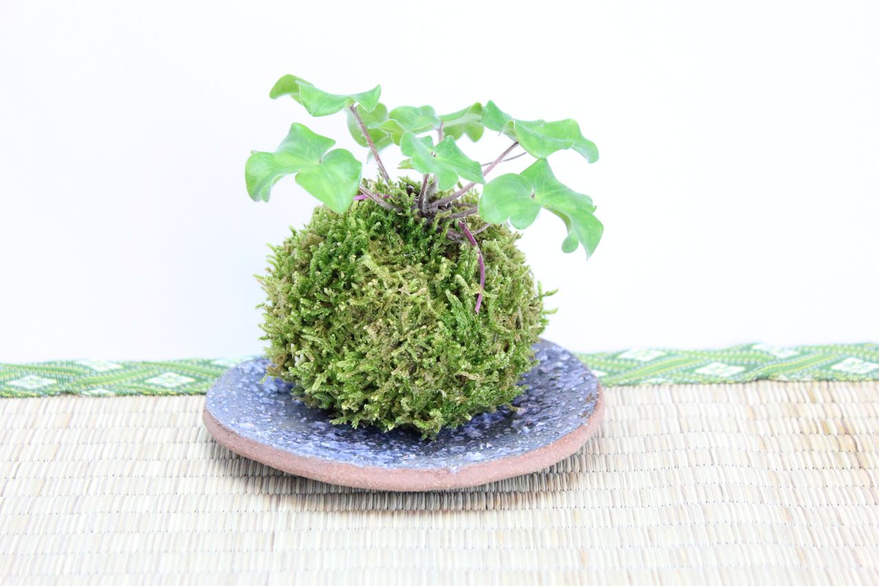 苔玉,苔,苔玉,ミニ盆栽,盆栽通販,