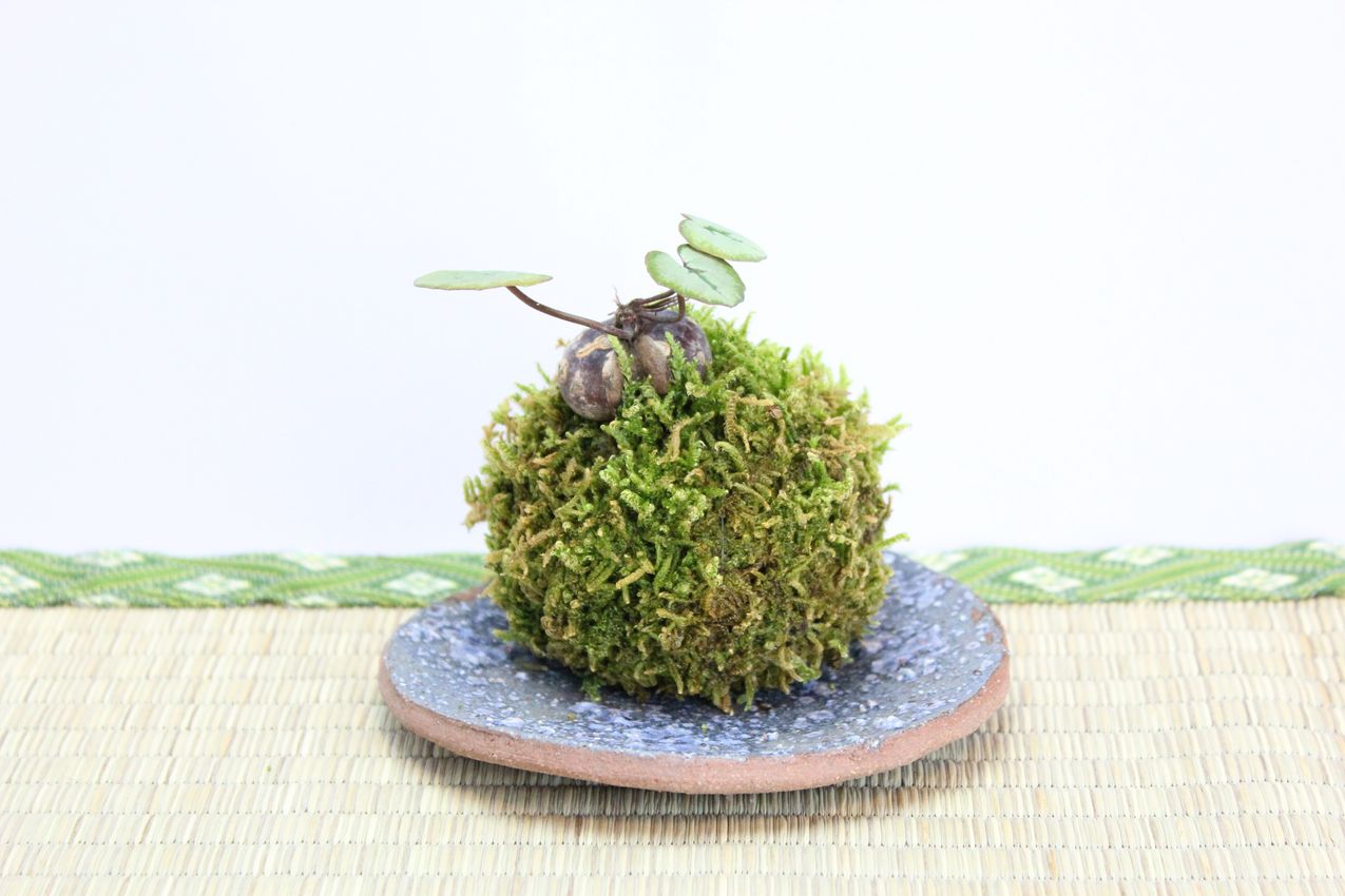 苔玉,苔,苔玉,ミニ盆栽,盆栽通販,