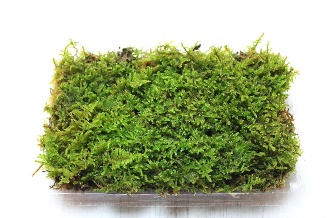 プレミアムハイ苔パック,苔,苔玉,ミニ盆栽,盆栽通販,