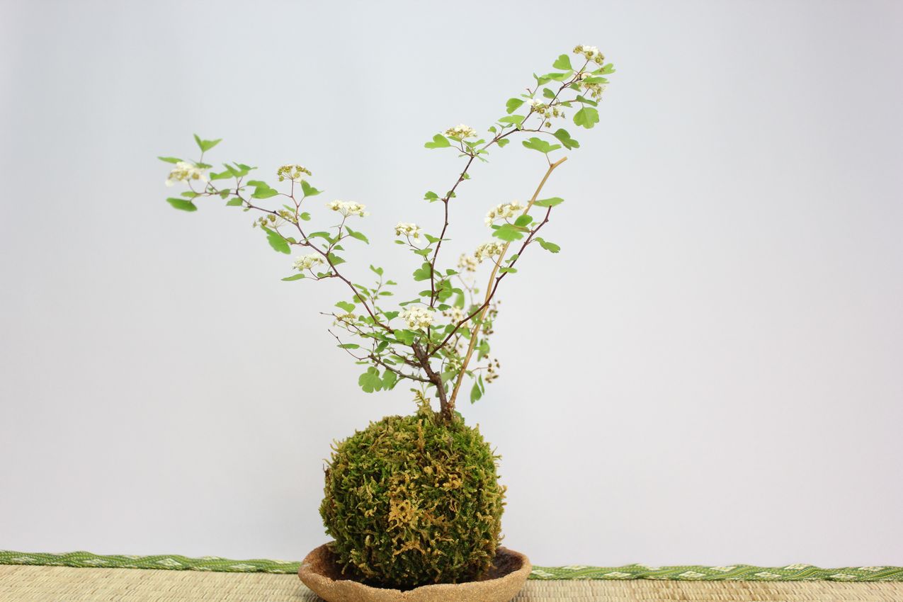 苔玉,苔,苔玉,ミニ盆栽,盆栽通販,