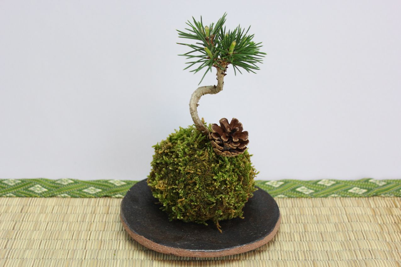 苔玉,苔,苔玉,ミニ盆栽,盆栽通販,