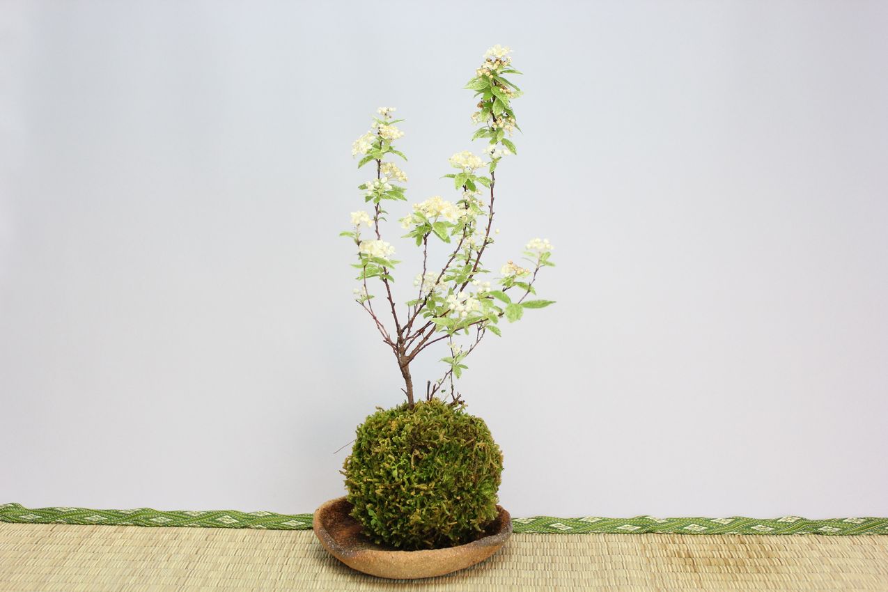 苔玉,苔,苔玉,ミニ盆栽,盆栽通販,