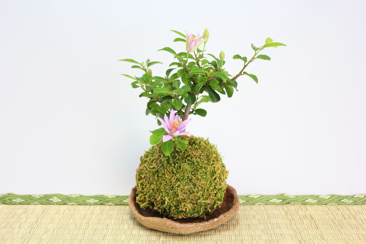 苔玉,苔,苔玉,ミニ盆栽,盆栽通販,