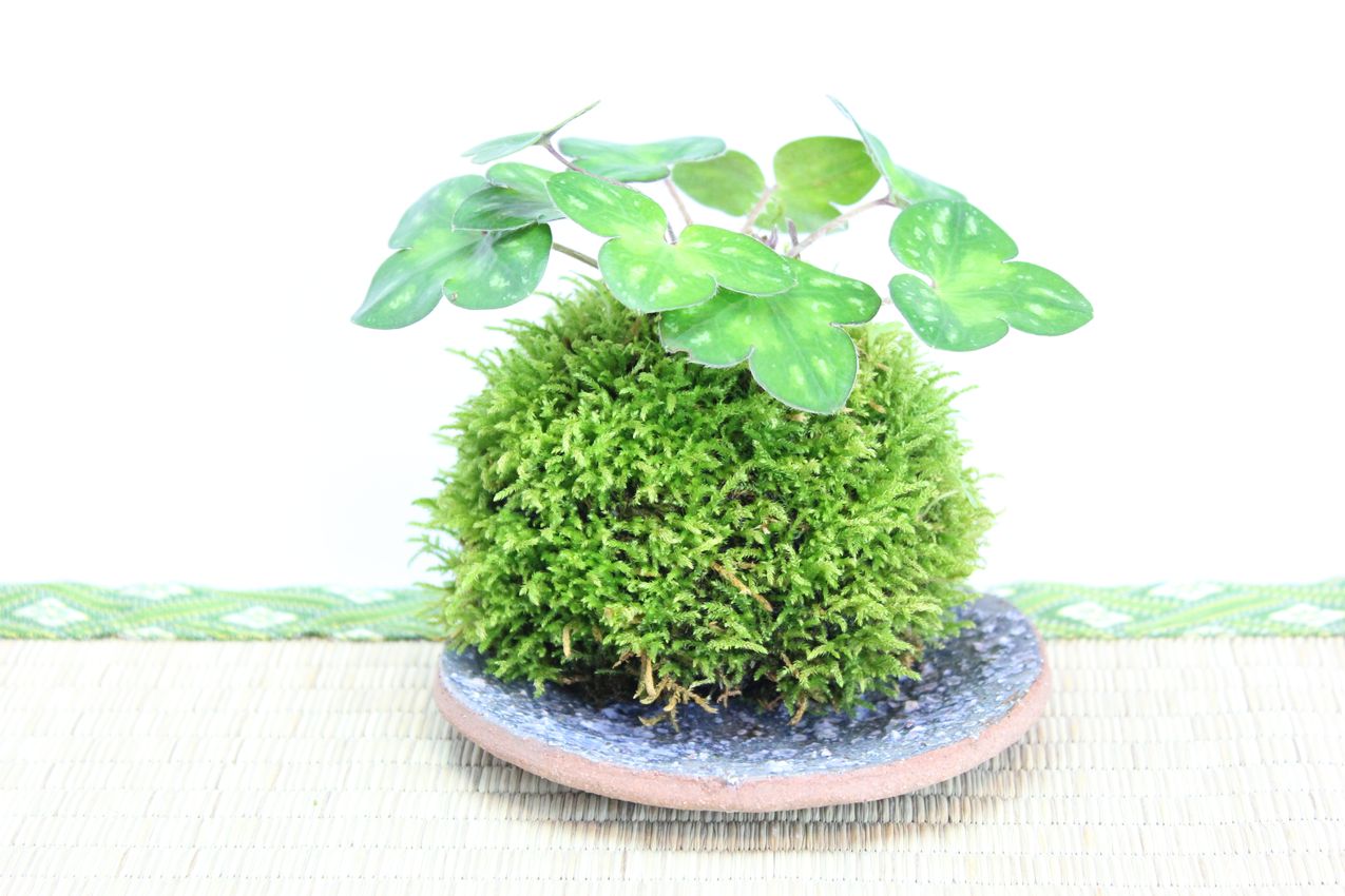 苔玉,苔,苔玉,ミニ盆栽,盆栽通販,