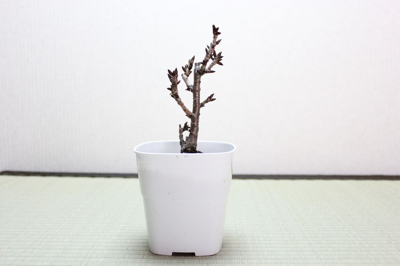 旭山桜(一才桜),苔,苔玉,ミニ盆栽,盆栽通販,