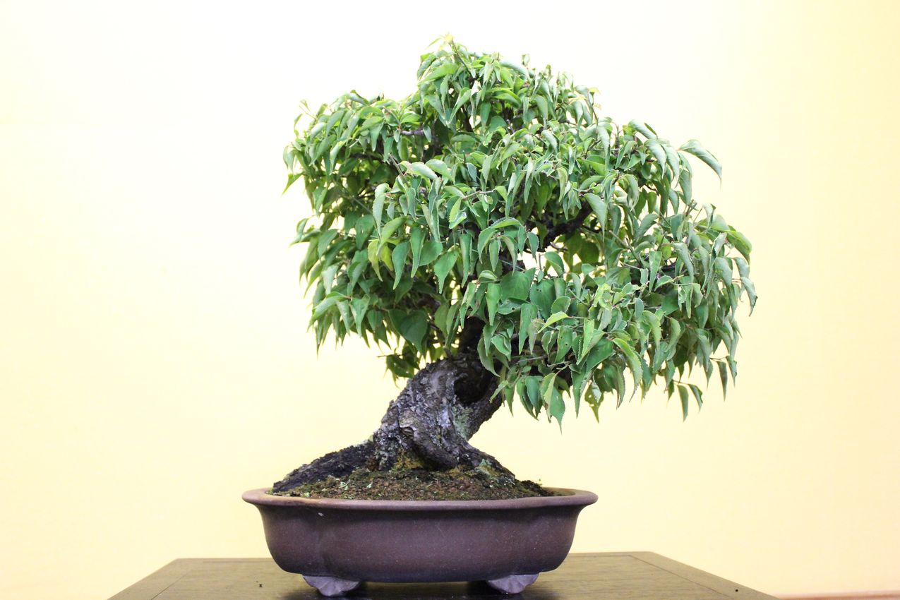 甲州野梅,苔,苔玉,ミニ盆栽,盆栽通販,