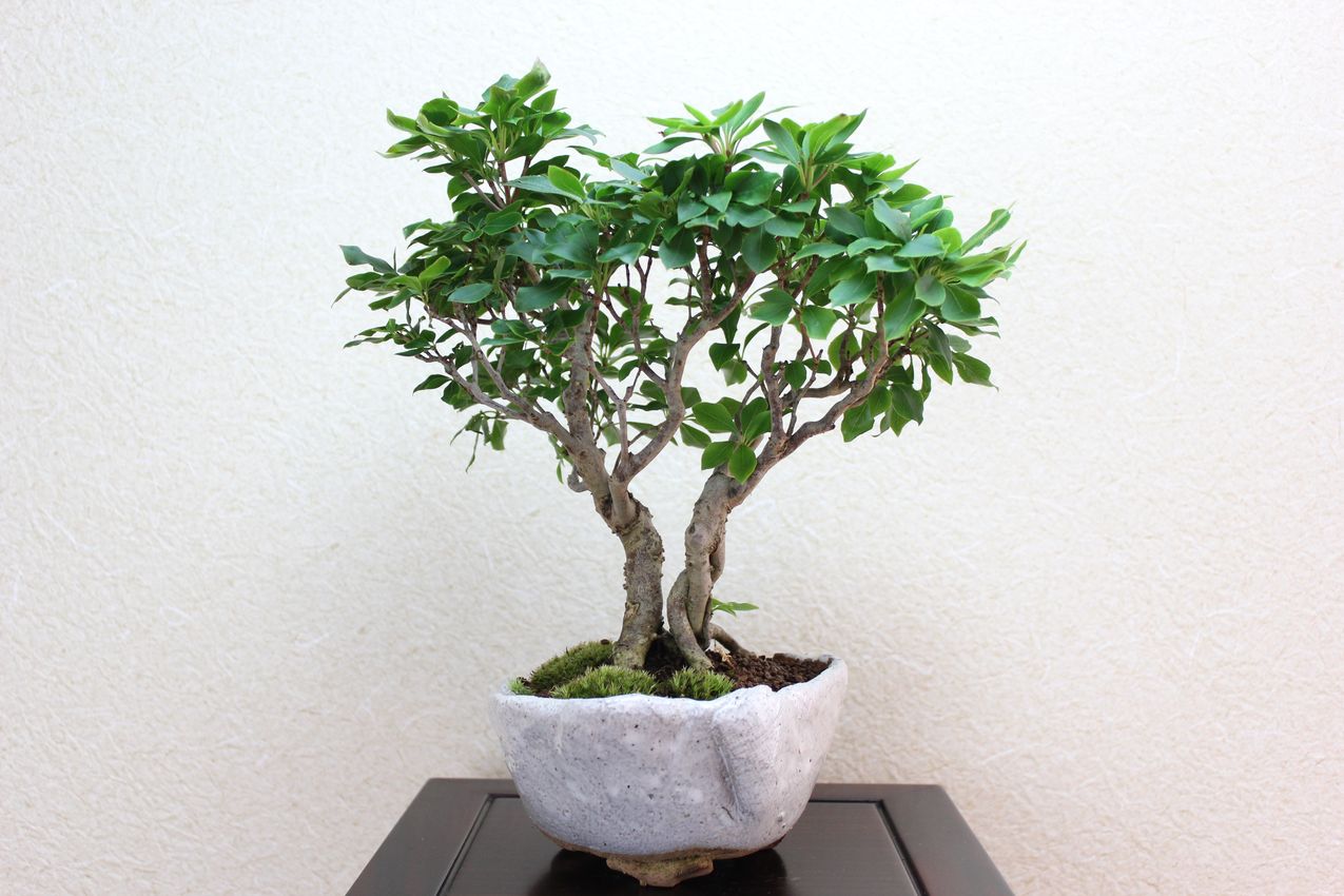 ツクモドウダンツツジ,苔,苔玉,ミニ盆栽,盆栽通販,