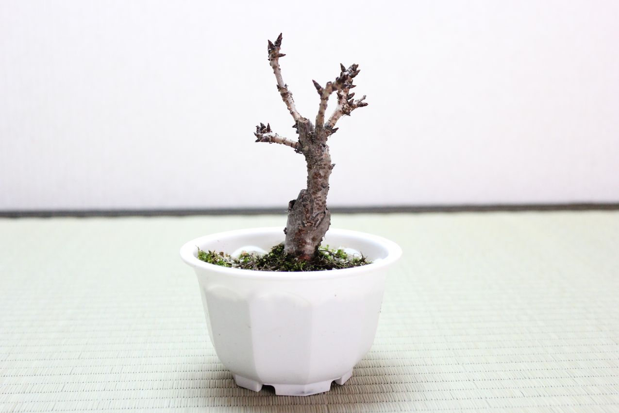 旭山桜(一才桜),苔,苔玉,ミニ盆栽,盆栽通販,