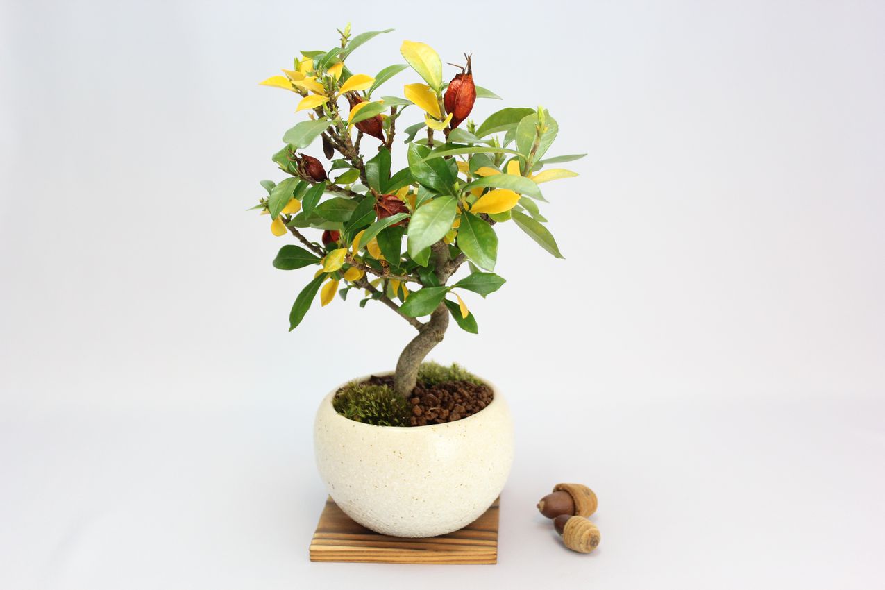 クチナシ（一重ミナリクチナシ）,苔,苔玉,ミニ盆栽,盆栽通販,