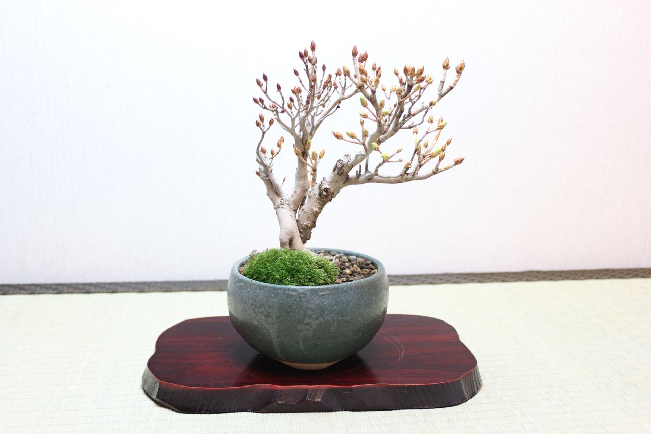 ツクモドウダンツツジ,苔,苔玉,ミニ盆栽,盆栽通販,