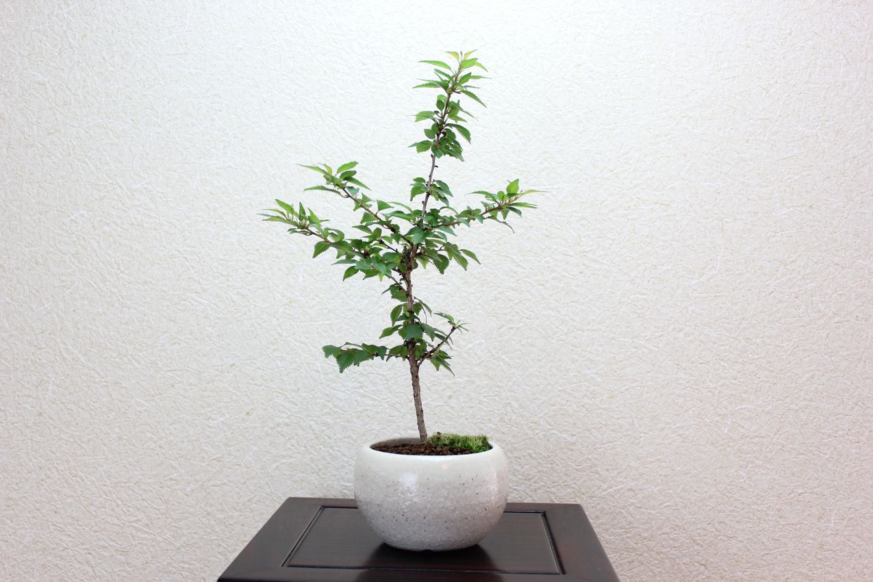 富士桜八房,苔,苔玉,ミニ盆栽,盆栽通販,